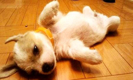 母犬下崽前多久下奶