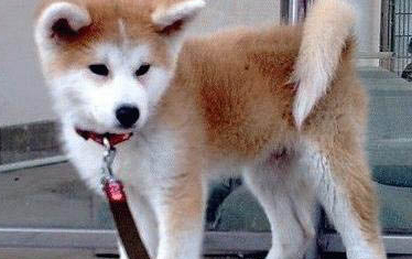 秋田犬和柴犬哪個好