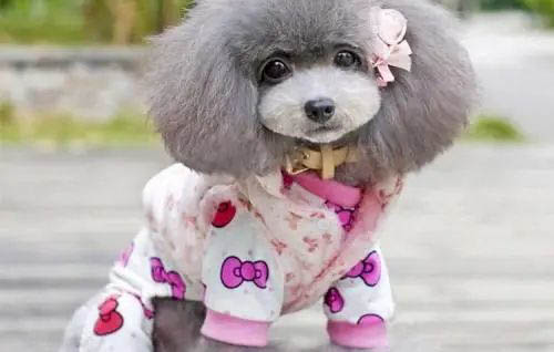 貴賓犬喜歡什么樣的主人
