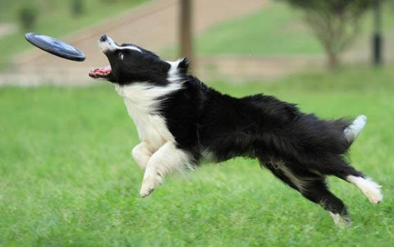 邊境牧羊犬智商相當于人幾歲