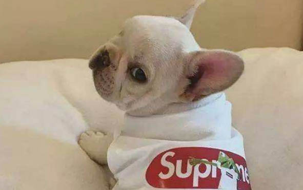 法斗犬和沙皮犬哪個好