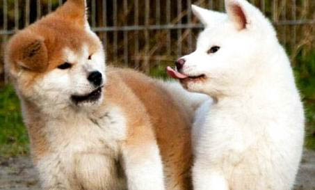 秋田犬和柴犬的區(qū)別有哪些