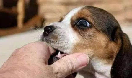 幼犬肚皮下有膿包