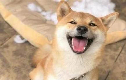 柴犬能長多大？