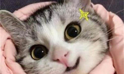布偶貓能活多久