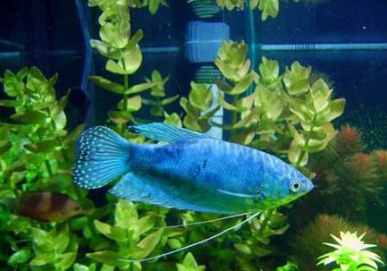 藍星魚飼養