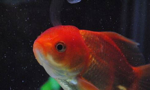 養魚需要注意什么