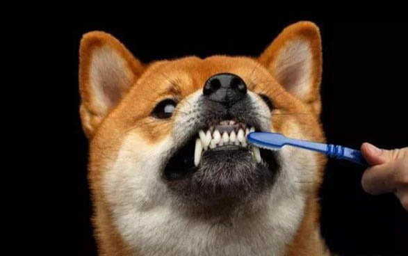 狗狗牙齒松動的原因有哪些