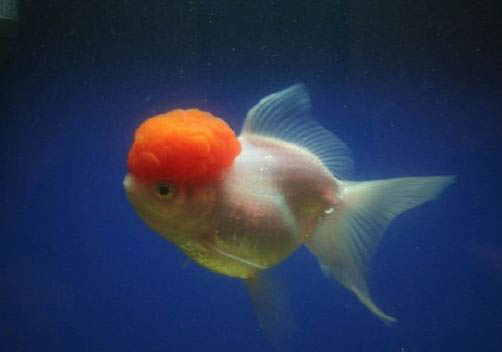 金魚和斗魚可以混養(yǎng)嗎