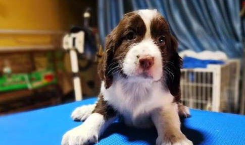 史賓格犬性格怎樣呢?