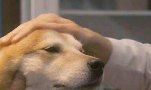 狗狗球蟲病癥狀