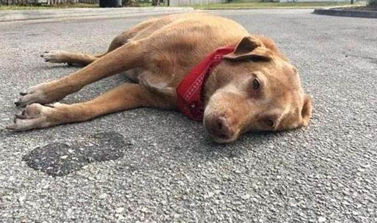 驗孕棒能不能給狗狗測細小病毒