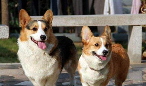 哪里買的柯基犬健康有保障