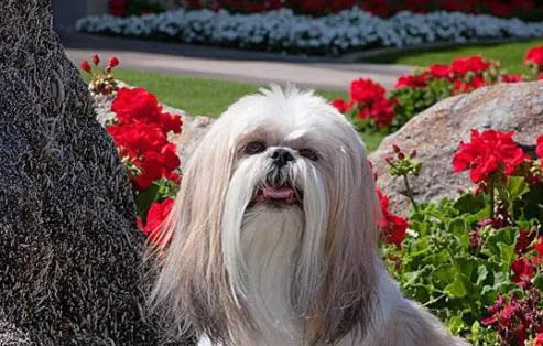 西施犬壽命
