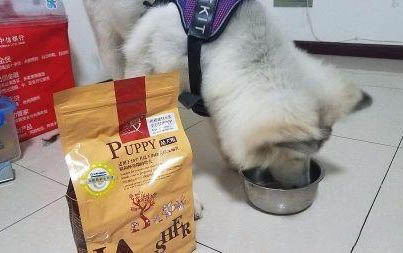 狗狗打哆嗦發抖的原因有哪些