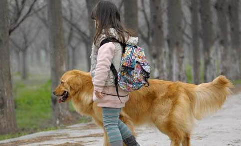 如何辨別金毛幼犬是否純正