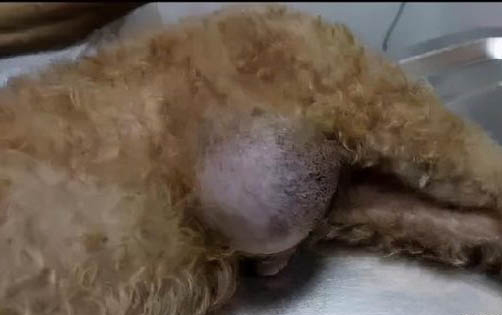 如何讓狗狗獨自在家