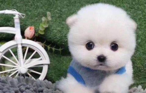 狗狗為什么拉血屎啊