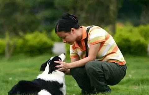 怎么教育邊境牧羊犬