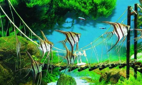 太陽魚可以活多久
