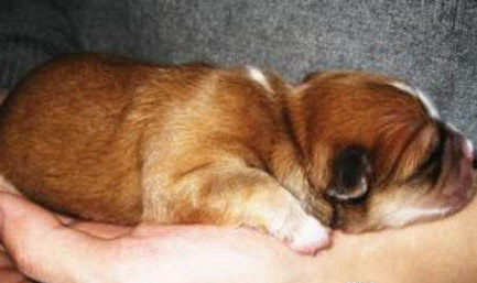 如何挑選雜交幼犬狗糧啊