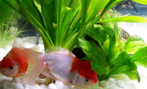 清缸有哪些魚