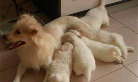 母犬子宮蓄膿怎么判斷嚴(yán)不嚴(yán)重