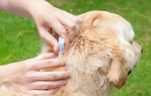 狗狗眼屎特別多還很粘稠怎么回事