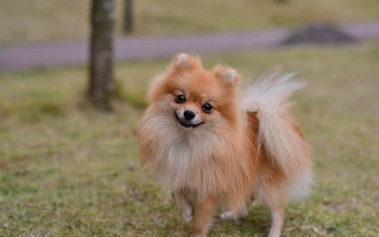 英系博美犬價格