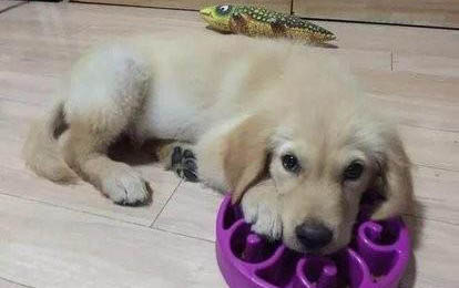 小狗鼻子不通氣打噴嚏