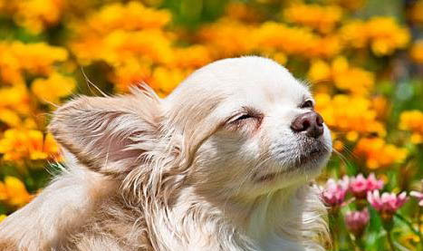 吉娃娃犬口臭怎么辦