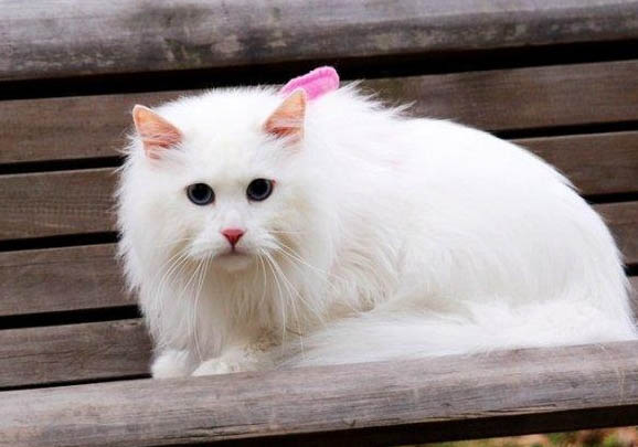 山東獅子貓有眼屎