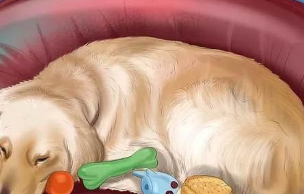狗睡覺的姿勢是怎樣的