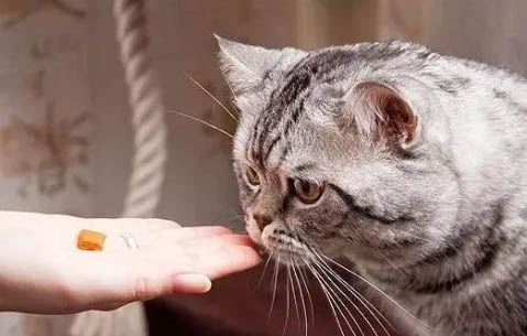 貓慢性腎衰竭一般能活多久