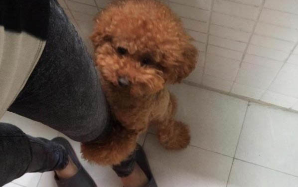 泰迪狗生完小狗大概多久