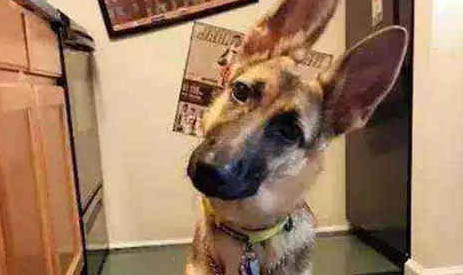 澳大利亞牧羊犬感冒引起中耳炎