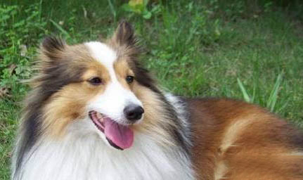 喜樂蒂牧羊犬手術(shù)傷口多久恢復