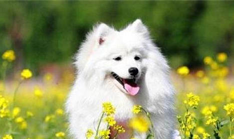 芬蘭狐貍犬有哪些喜好
