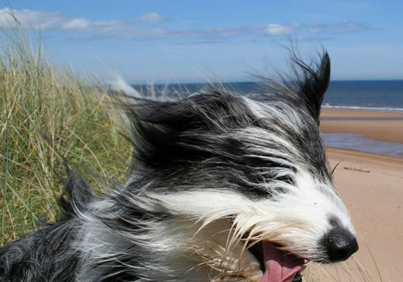 英國古代牧羊犬價格?古牧飼養注意事項有哪些?