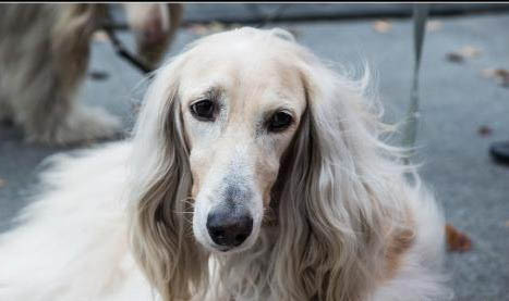 騎士查理王小獵犬口吐白沫是什么原因