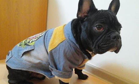 法國斗牛犬好養么