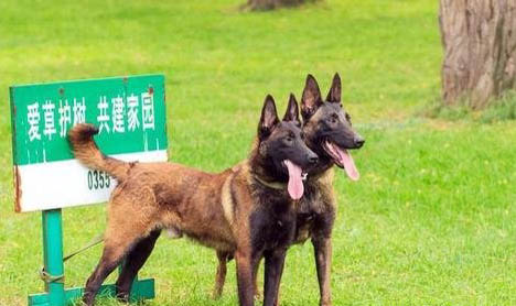 世界公認(rèn)4大護(hù)衛(wèi)犬