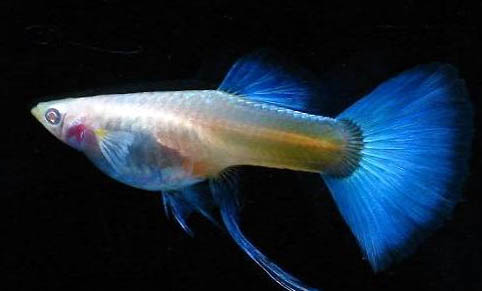 孔雀魚需要氧氣泵嗎
