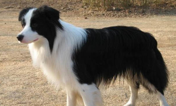 邊境牧羊犬一般多少錢一只