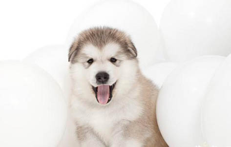 阿拉斯加雪橇犬價格 多少錢一只