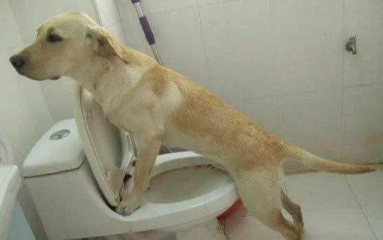 狗狗輕微農藥中毒癥狀