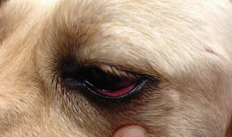 奇努克犬的體重是多少