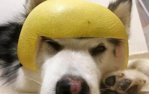 狗狗在哪里買比較靠譜