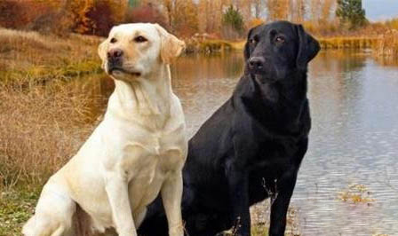 拉布拉多犬的缺點