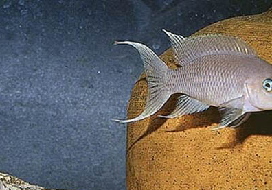 魚(yú)缸過(guò)濾器晚上要關(guān)掉嗎